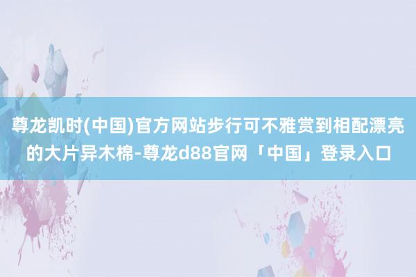 尊龙凯时(中国)官方网站步行可不雅赏到相配漂亮的大片异木棉-尊龙d88官网「中国」登录入口